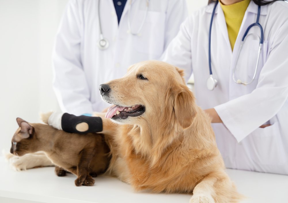 veterinarian,examining,golden,retriever,dog,and,cat,e,in,vet