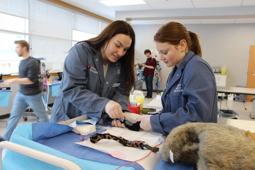 ovc dvm students teamwork 2048x1365